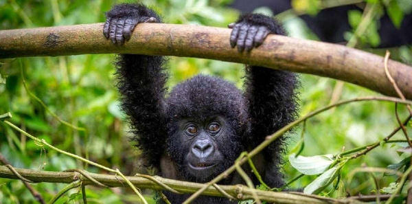 Uganda varázsa Csimpánzok és hegyi gorillák világa