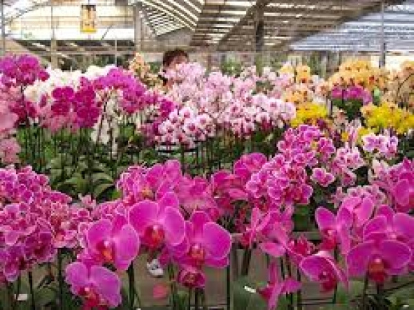 orchideafarm