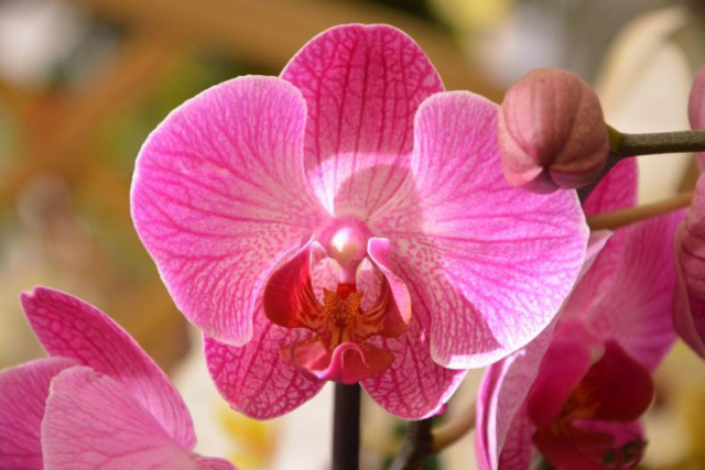 Orchideák kavalkádja Szlovéniában 2024