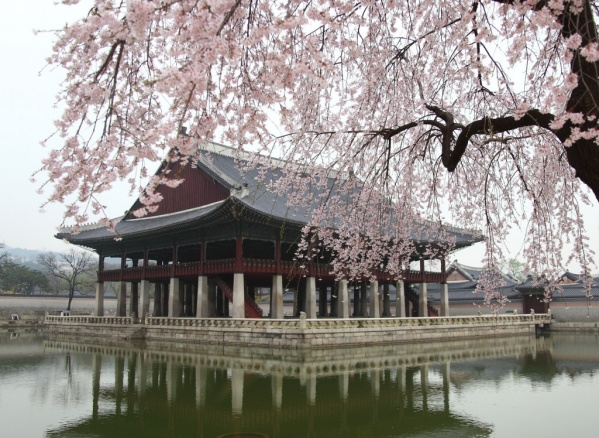 Cseresznyevirágzás Dél-Koreában ***