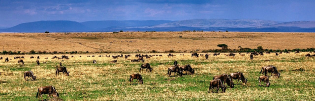 Szafari Kenyában - 6 nap/5 éj  (Nairobi-Nairobi)