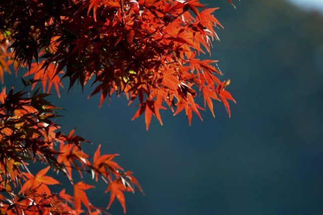 
Novemberben is: Japán gazdagon az ősz színeiben - csoportos körutazás
