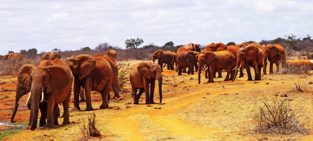 Szafari Kenyában - 5 nap/4 éj (Mombasa-Mombasa)