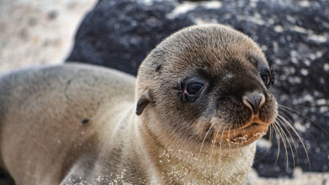 
ECUADOR, AMAZÓNIA ÉS A GALÁPAGOS-SZIGETEK
