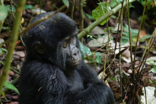 
Uganda-Ruanda A hegyi gorillák nyomában
