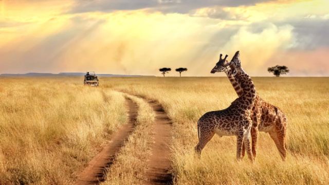 
TANZÁNIA - SZAFARI KÖRUTAZÁS ÜDÜLÉSSEL ZANZIBÁRON
