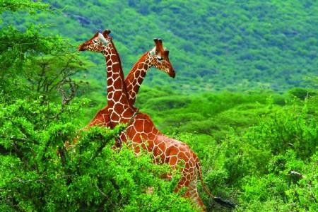 
Serengeti szafari program pihenéssel Zanzibár szigetén 2025 - Kiscsoportos körutazás nyaralással
