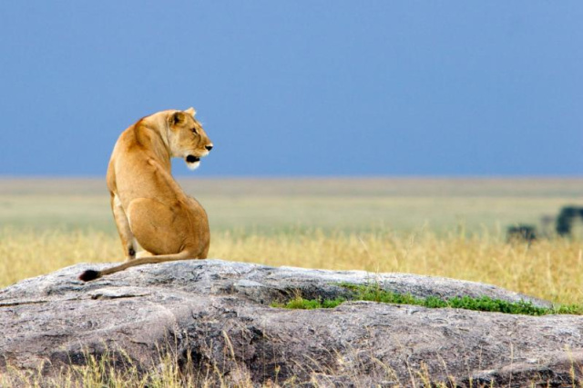 
Serengeti szafari program pihenéssel Zanzibár szigetén 2025 - Kiscsoportos körutazás nyaralással
