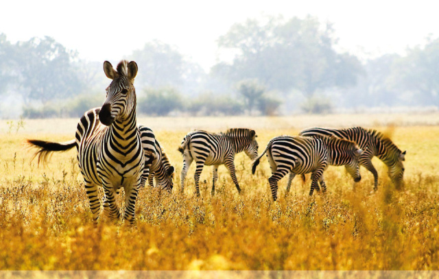 
Serengeti szafari program pihenéssel Zanzibár szigetén - kiscsoportos körutazás és nyaralás 2026
