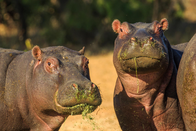 Del-Afrika-Waterberg-Royal Morubisi Lodge-hippos