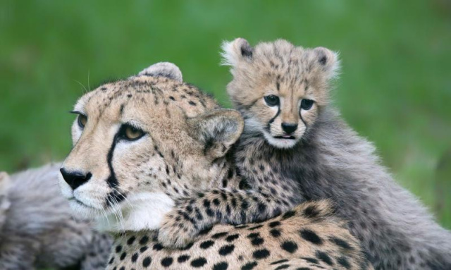 
Serengeti szafari program pihenéssel Zanzibár szigetén 2025 - Kiscsoportos körutazás nyaralással
