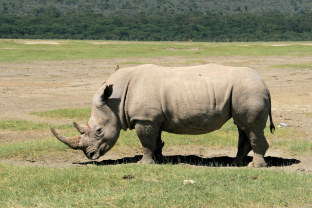 
Serengeti szafari program pihenéssel Zanzibár szigetén - kiscsoportos körutazás és nyaralás 2026
