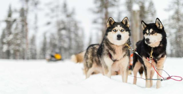 
Téli Kalandok Lappföldön
