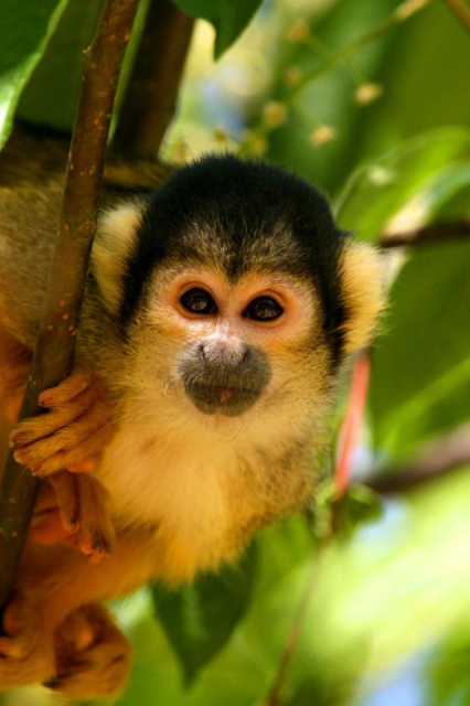 
Kalandutazás Costa Ricában és Panamában - kiscsoportos körutazás tengerparti pihenéssel
