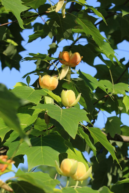 
Ljubljana és a szomszédos arborétum tulipánvirágzáskor
