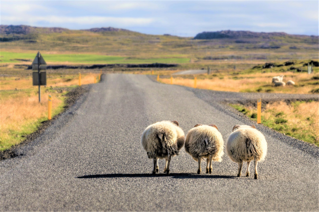 Nagy izlandi körutazás – csoportos utazás magyar
idegenvezetéssel 2026.06.30.-07.07.