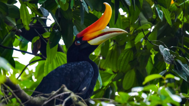 
MALAJZIA - BORNEÓI KALANDOK
