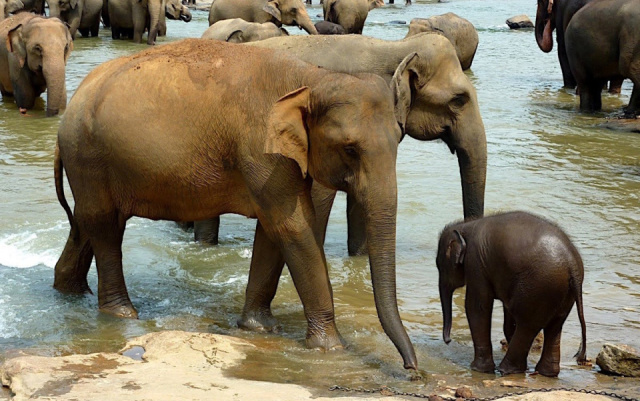 
Srí Lanka körút + Maldív-szigetek üdülés / Bandos Island
