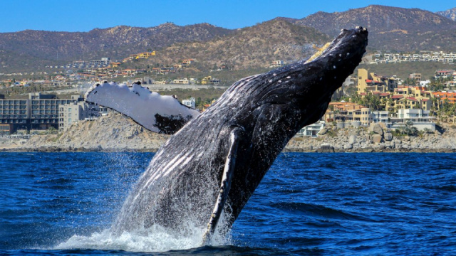 
USA – TEXAS, KÖRUTAZÁS ÜDÜLÉSSEL A KALIFORNIAI-ÖBÖL TENGERPARTJÁN
