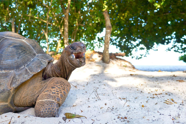 
Szépséges Seychelle-szigetek - csoportos körutazás tengerparti pihenéssel 2026. július
