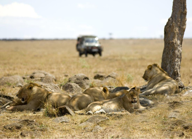 
A Nagy állatvándorlás nyomában: Szafari Kenya és Tanzánia Vadonjában
