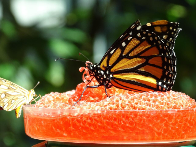 
DUBAJ ÉS ABU DHABI CSODÁI
