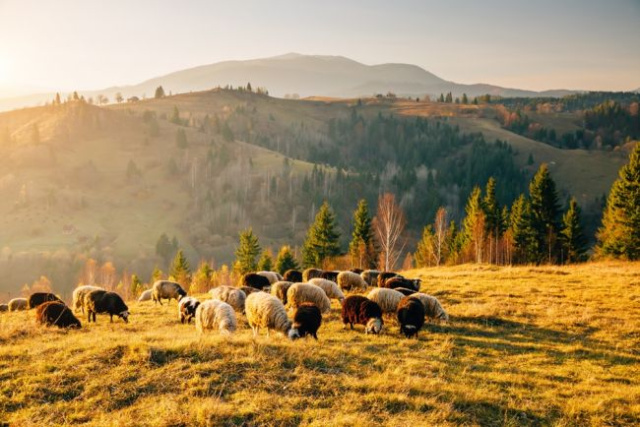 Skócia – kalandozás a whisky, a dudaszó és a kockás
szoknya hazájában 2026.09.19-23.