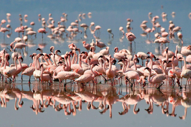 
Serengeti szafari program pihenéssel Zanzibár szigetén - csoportos körutazás és nyaralás 2026
