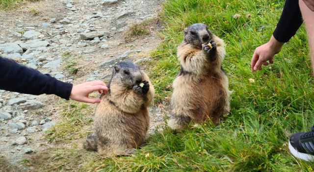 
A szomszéd hegye mindig zöldebb
