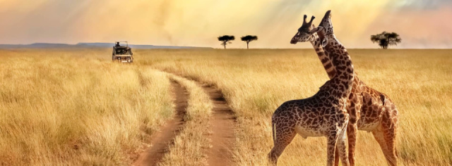 
Szafari Tanzániában, zanzibári pihenéssel
