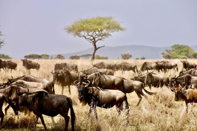 
Serengeti szafari program pihenéssel Zanzibár szigetén - 2027. január
