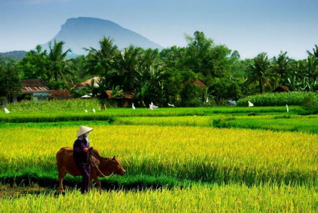 
Dél-Vietnam, Kambodzsa és Bangkok felfedezése thaiföldi trópusi pihenéssel - 2027. január
