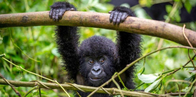 
Uganda varázsa - Csimpánzok és hegyi gorillák világa
