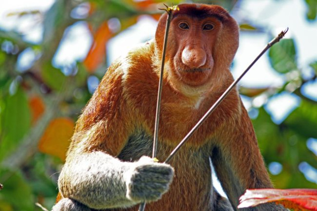 Borneó és Brunei – A dzsungel mélyétől a szultánok
világáig – csoportos utazás 2027.03.24.-04.06.