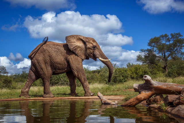 
AZ IGAZI DÉL-AFRIKA - VIKTÓRIA-VÍZESÉS ÉS A CHOBE NEMZETI PARK
