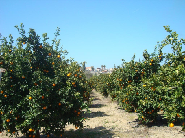 
Leonidas Village Houses
