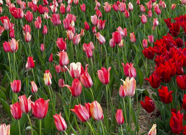 
Isztambul és a Boszporusz a Nemzetközi Tulipánfesztivál idején
